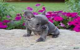 French Bulldog dogs for sale: Quinn - Image 3