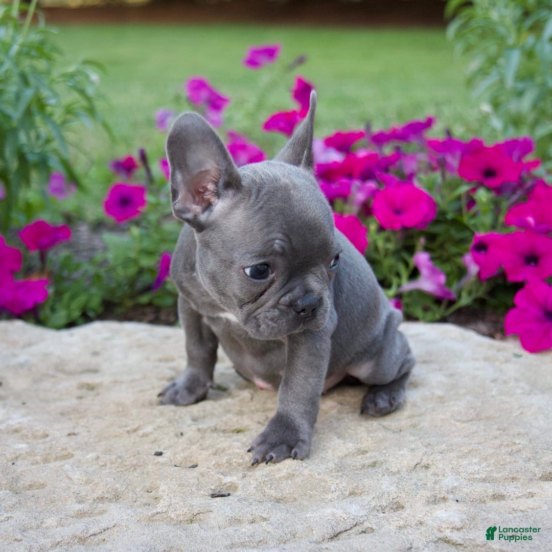French Bulldog dogs for sale: Quinn - Image 3
