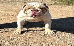 Olde English Bulldogge dogs for sale: Tulip - Image 7