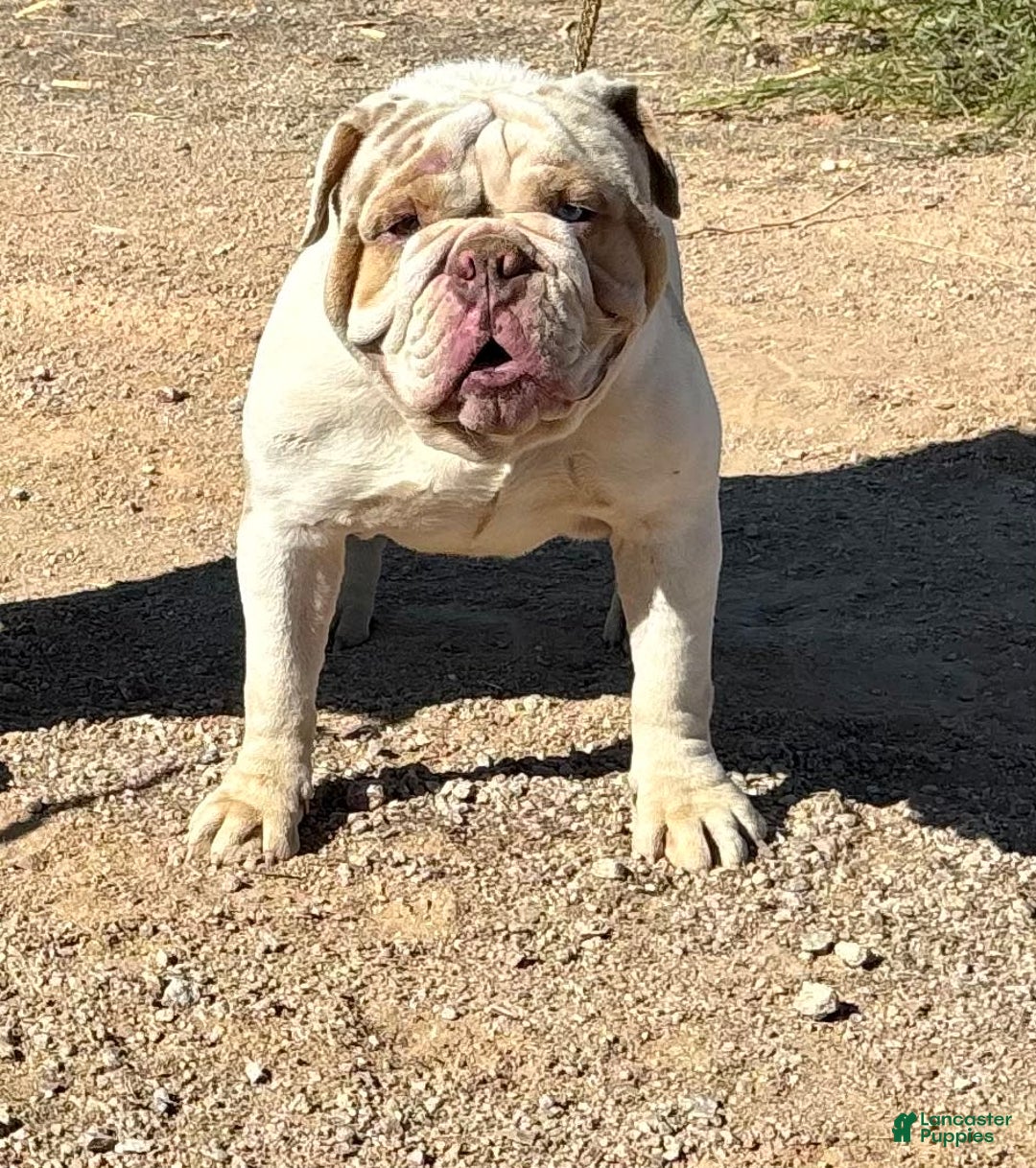 Olde English Bulldogge dogs for sale: Tulip - Image 7