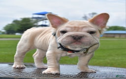 French Bulldog dogs for sale: Rayna Big Rope Velvet Fluffy - Image 18