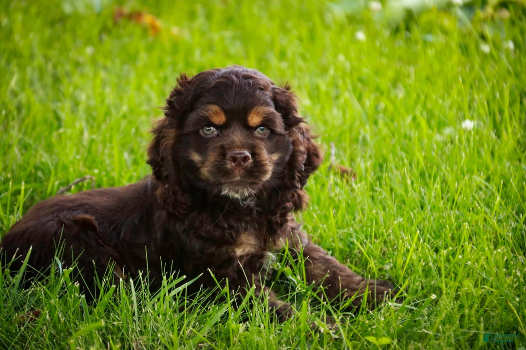 Cocker Spaniel dogs for sale: Dane - Image 20