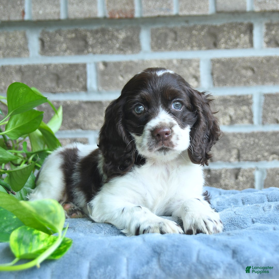 Cocker Spaniel dogs for sale: Jollie - Image 2