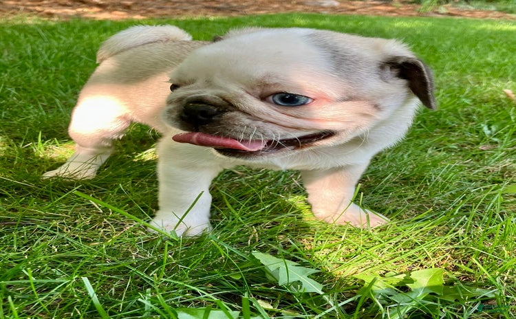 Pug dogs for sale - Ad 4