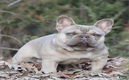 French Bulldog dogs for sale: Cosmo - Image 10