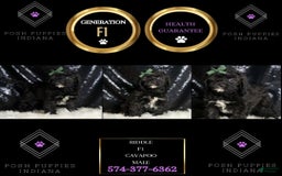 Cavapoo dogs for sale: Riddle - Image 7