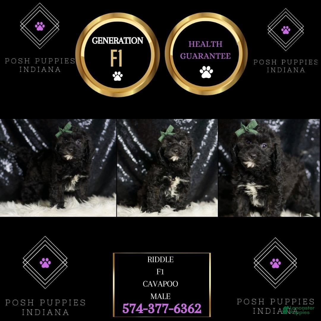 Cavapoo dogs for sale: Riddle - Image 7