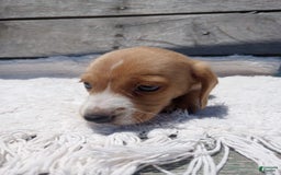 Miniature Dachshund dogs for sale: Elmer - Image 6