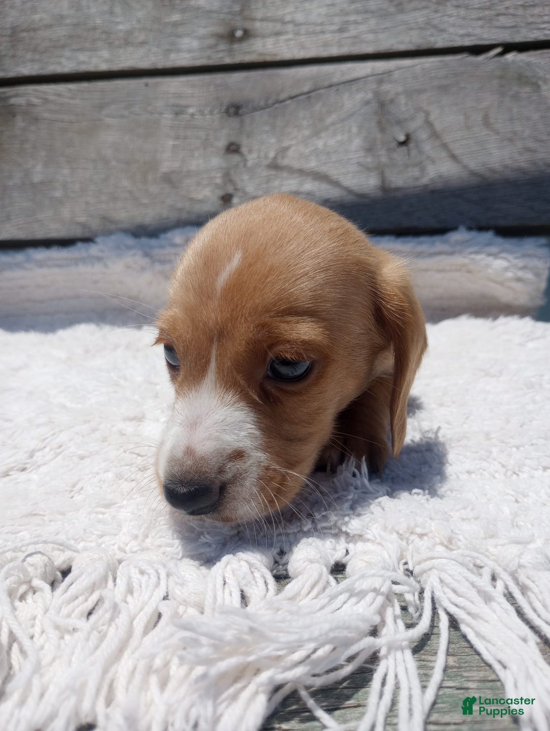 Miniature Dachshund dogs for sale: Elmer - Image 6