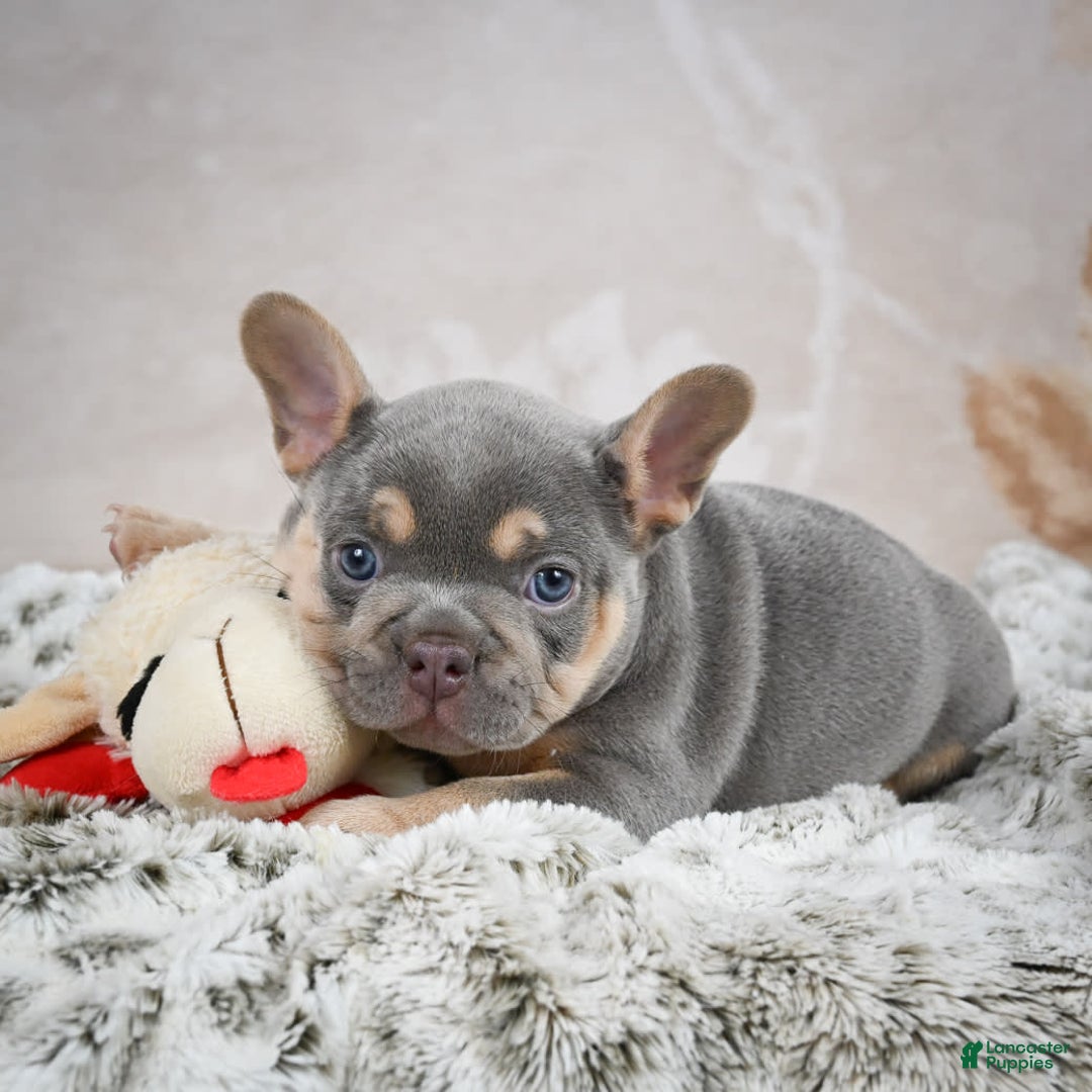 French Bulldog dogs for sale: Mason - Image 4