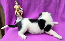 Border Collie dogs for sale: Fasti - Image 19