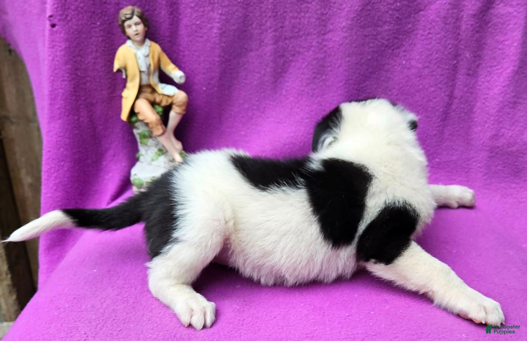 Border Collie dogs for sale: Fasti - Image 19