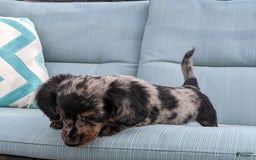 Miniature Dachshund dogs for sale: Miniature Dachshund 3 puppies - Image 23
