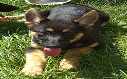 German Shepherd dogs for sale: Heidi - Image 9