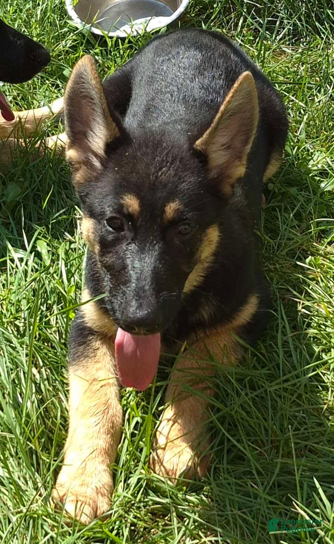 German Shepherd dogs for sale: Heidi - Image 9