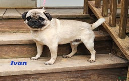Jug dogs for sale: Cody - Image 12