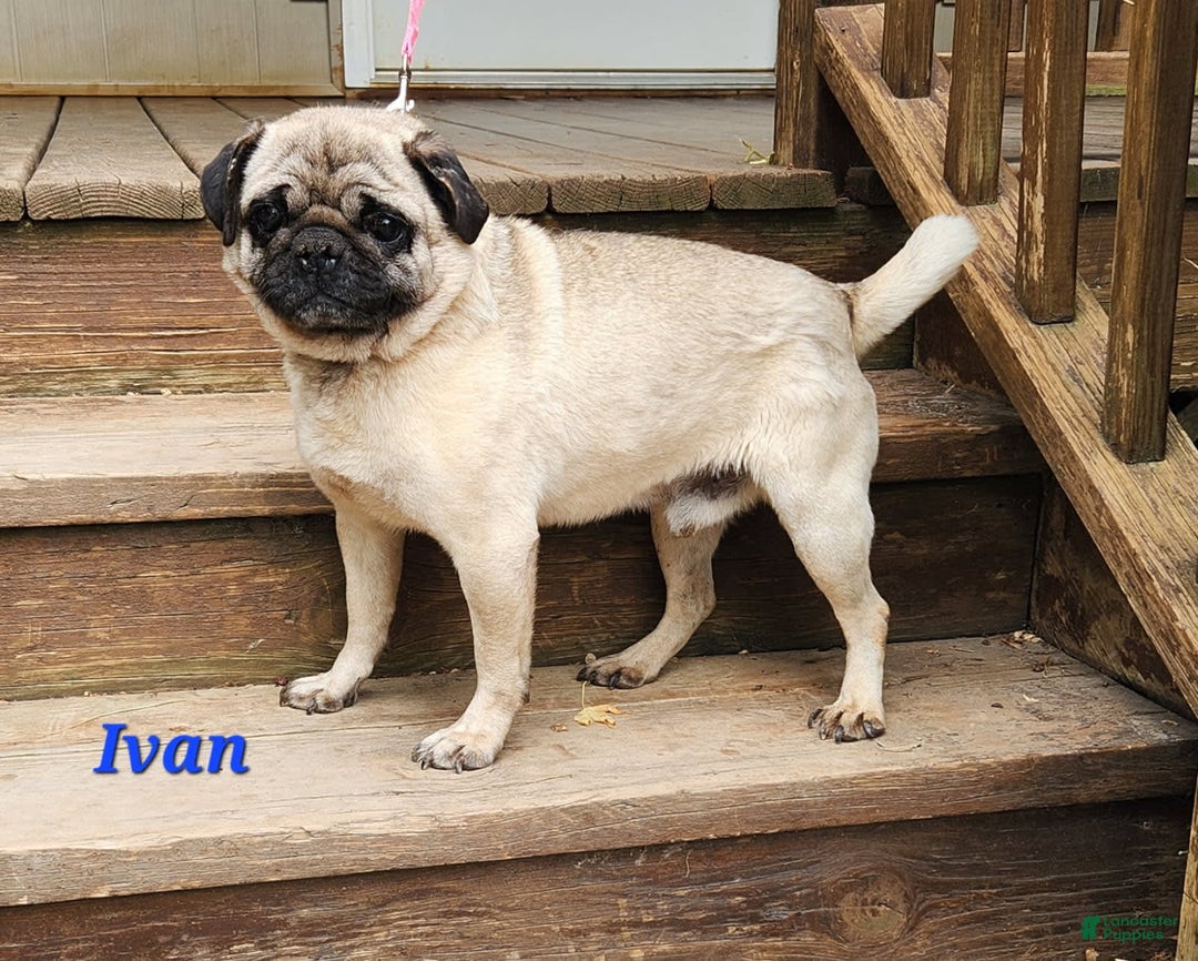 Jug dogs for sale: Cody - Image 12