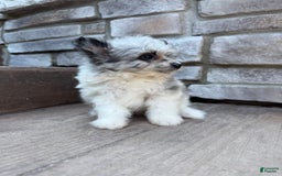 Pomapoo dogs for sale: Maverick - Image 9