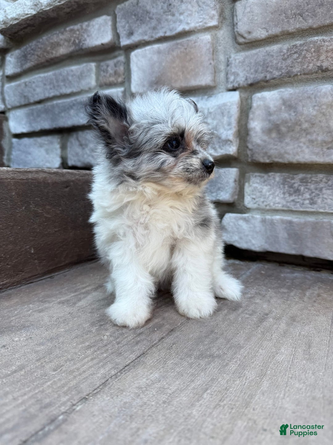 Pomapoo dogs for sale: Maverick - Image 9