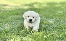 Golden Retriever dogs for sale: Golden Retriever 3 puppies - Image 7