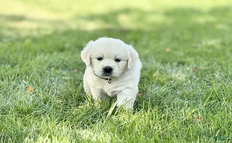 Golden Retriever dogs for sale - Ad 1