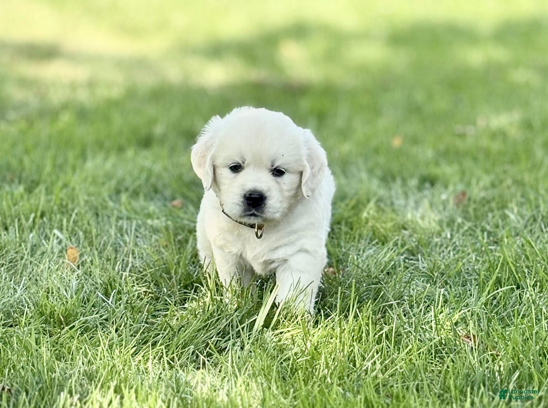 Golden Retriever dogs for sale: Golden Retriever 3 puppies - Image 7