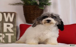 Havapoo dogs for sale: Calvin - Image 3