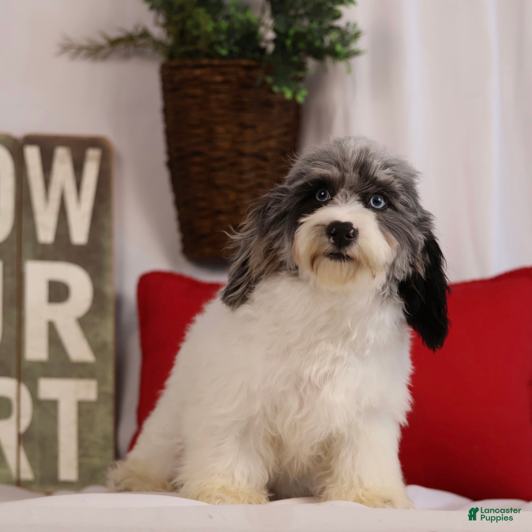 Havapoo dogs for sale: Calvin - Image 3