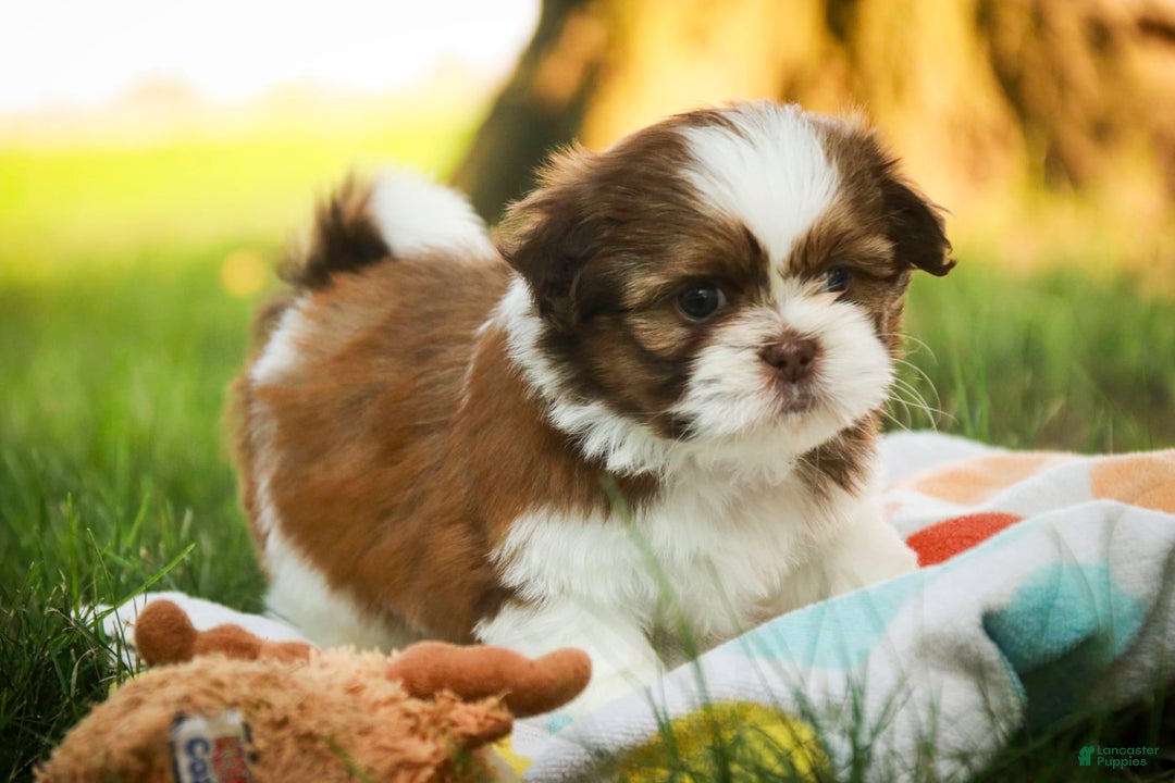 Shih Tzu dogs for sale: Franklin - Image 8