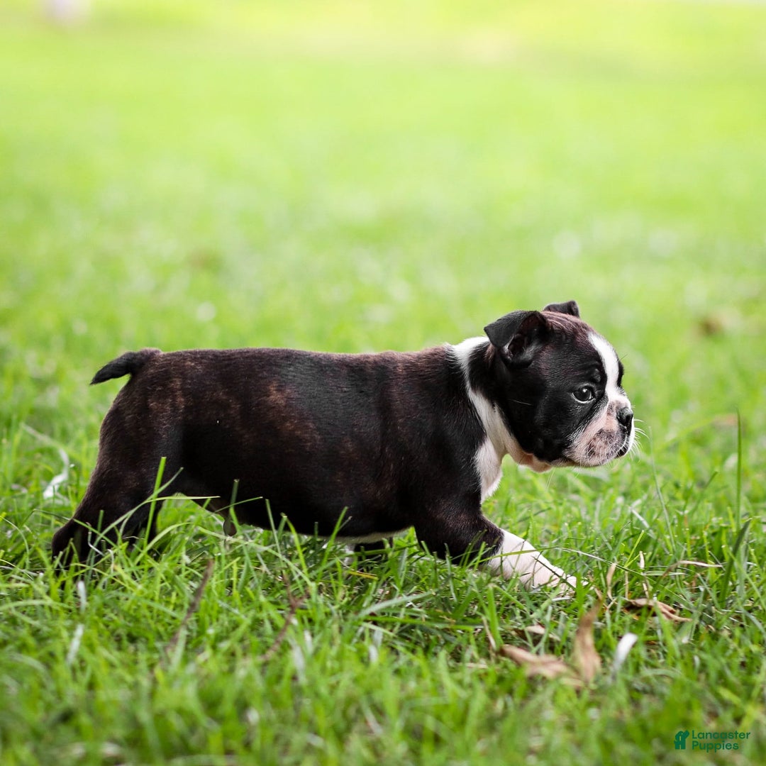 Boston Terrier dogs for sale: Dan - Image 8