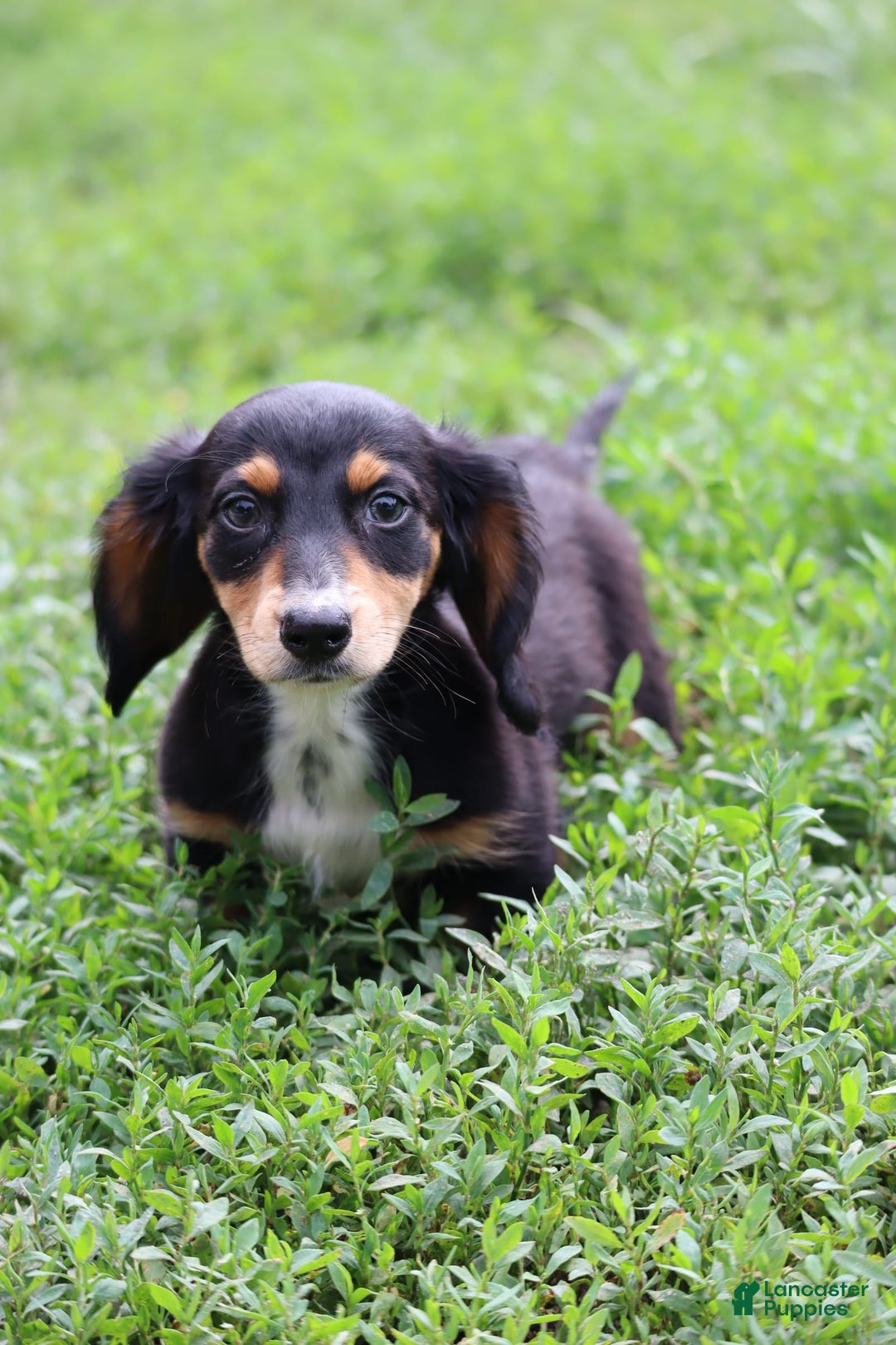 Miniature Dachshund dogs for sale: Duke - Image 9