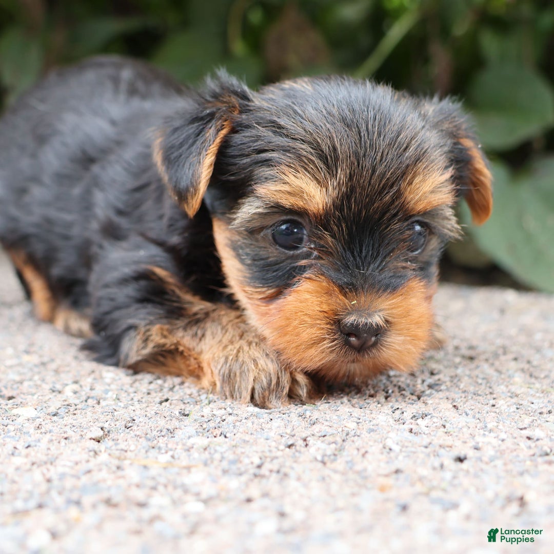 Yorkshire Terrier dogs for sale: Goodie - Image 3