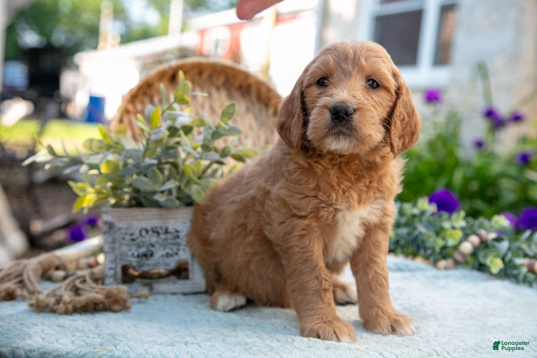 Goldendoodle dogs for sale: Tawny - Image 1