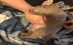 American Bully dogs for sale: Loc - Image 11
