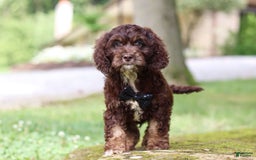 Cockapoo dogs for sale: Kane - Image 12
