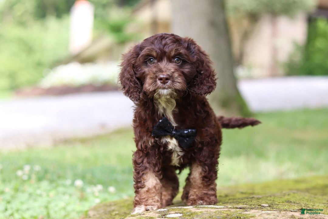Cockapoo dogs for sale: Kane - Image 12