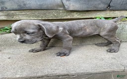 Cane Corso dogs for sale: Isis - Image 4