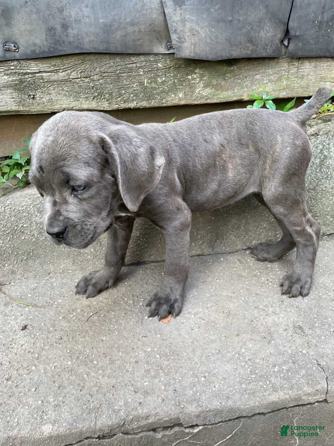 Cane Corso dogs for sale: Isis - Image 4