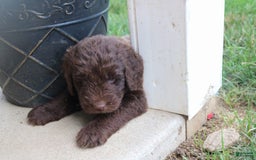 Newfypoo dogs for sale: Nickel - Image 4