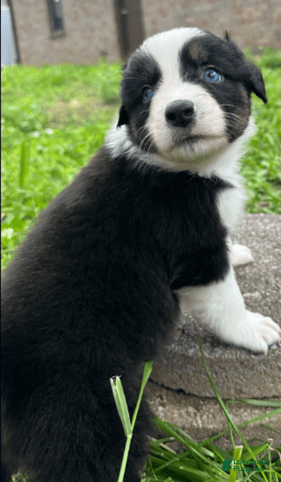 Australian Shepherd dogs for sale: Luna - Image 11