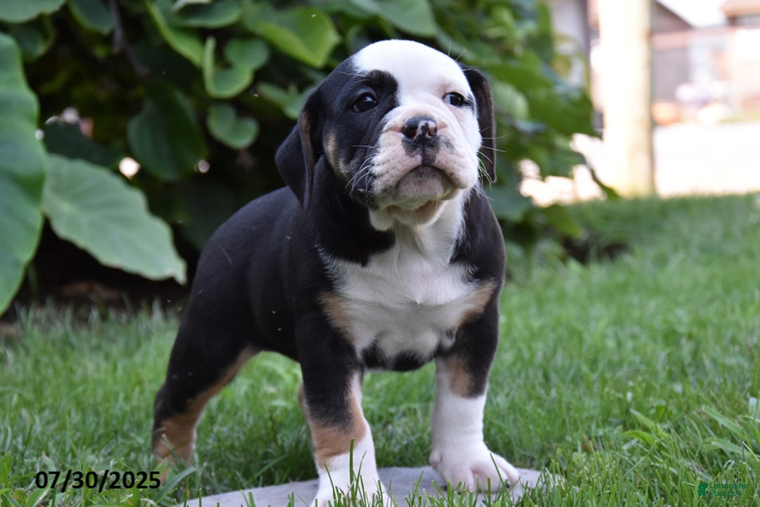 Olde English Bulldogge dogs for sale: Polly - Image 2