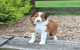 Shetland Sheepdog dogs for sale: Ricky - Image 3