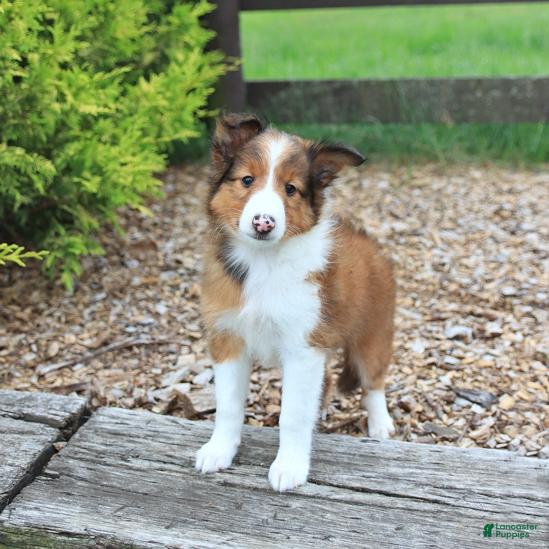 Shetland Sheepdog dogs for sale: Ricky - Image 3