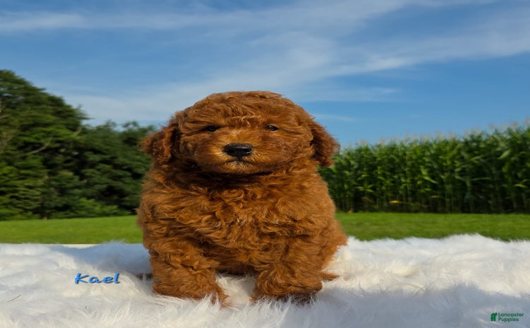 Miniature Poodle dogs for sale - Ad 2
