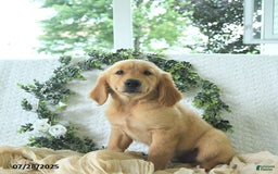 Golden Retriever dogs for sale: Andy - Image 3
