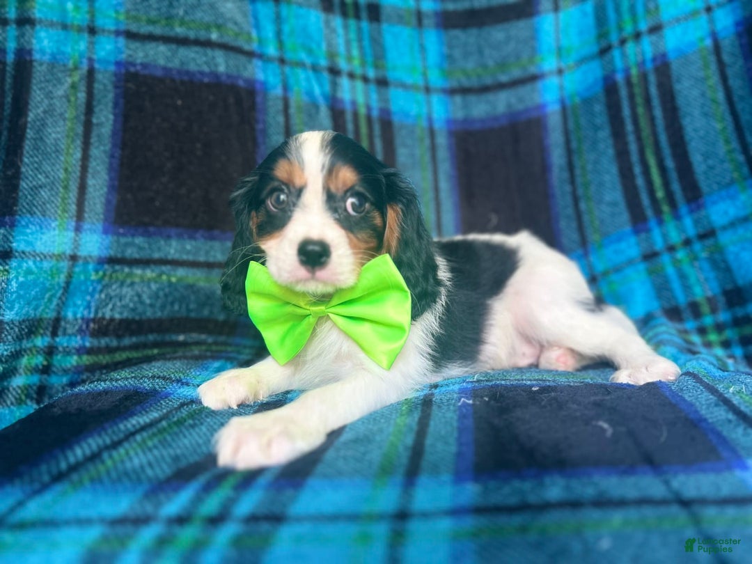 Cavalier King Charles Spaniel dogs for sale: Cobalt - Image 2
