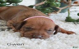 Rhodesian Ridgeback dogs for sale: Gwen - Image 10