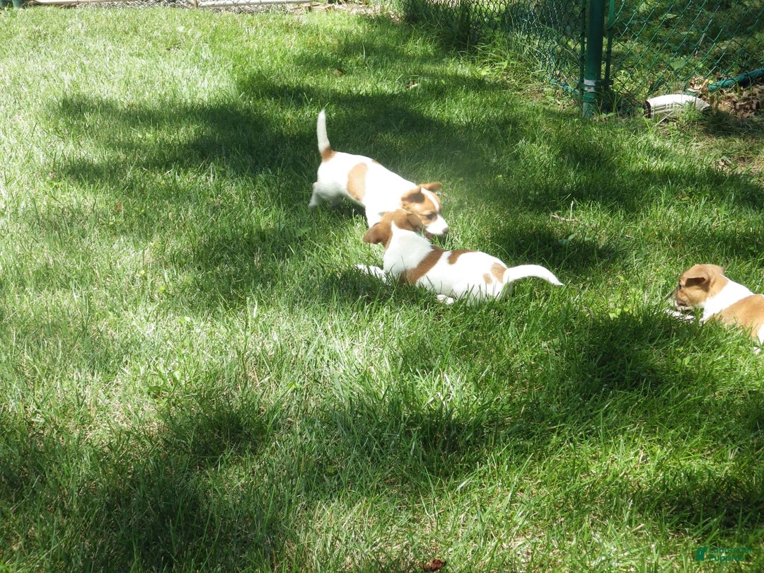 Jack Russell Terrier dogs for sale: Fillmore - Image 7
