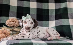 Dalmatian dogs for sale: Katherina Liver - Image 5