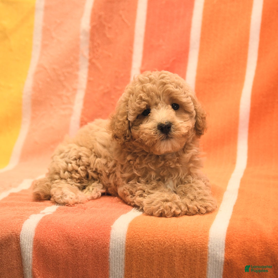 Bichpoo dogs for sale: Missy - Image 4